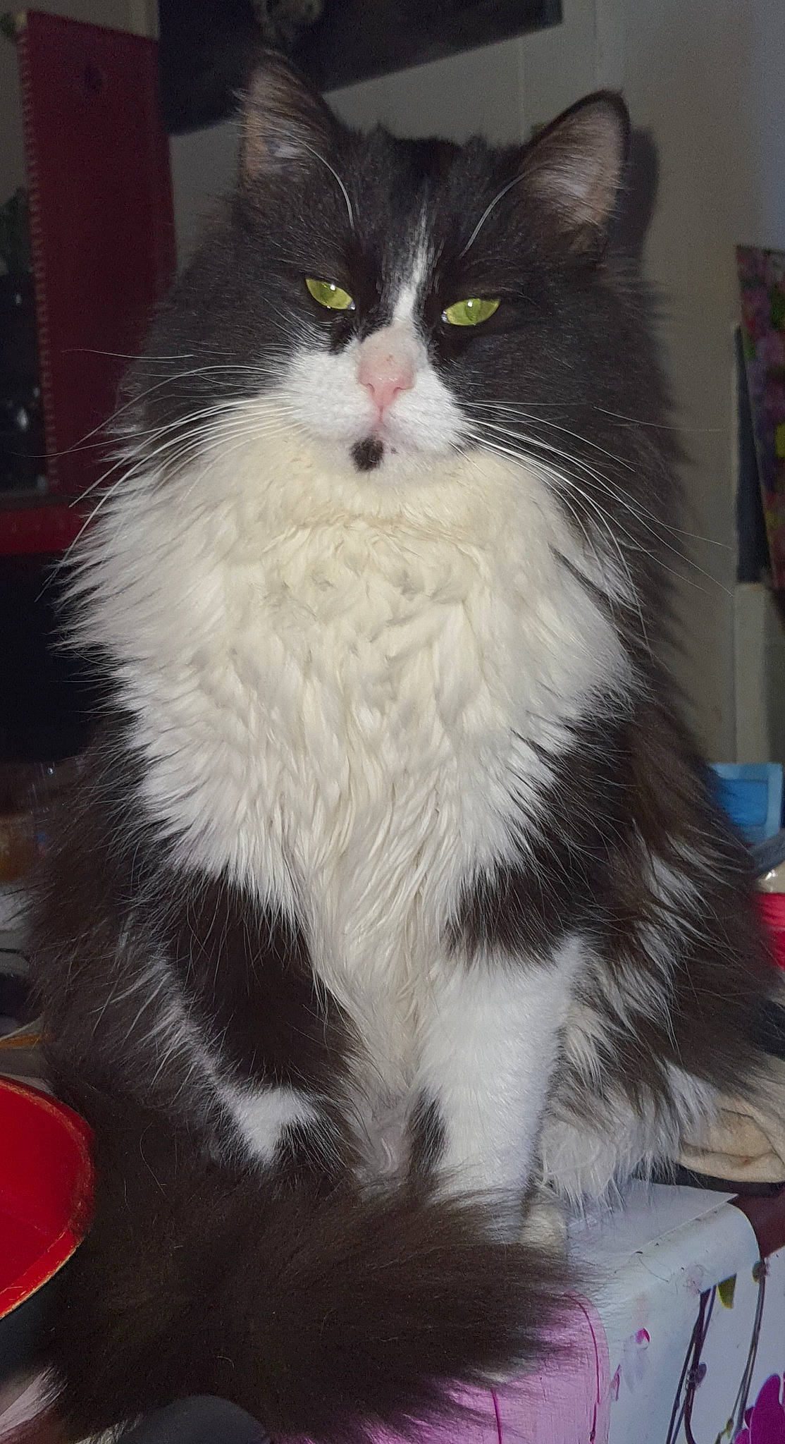 Lili a rejoint le concours — aidez-le/la à gagner de superbes lots ! box, carnivore, cat, domestic_short_haired_cat, felidae, fur, sitting, small_to_medium_sized_cats, snout, tail, terrestrial_animal, whiskers