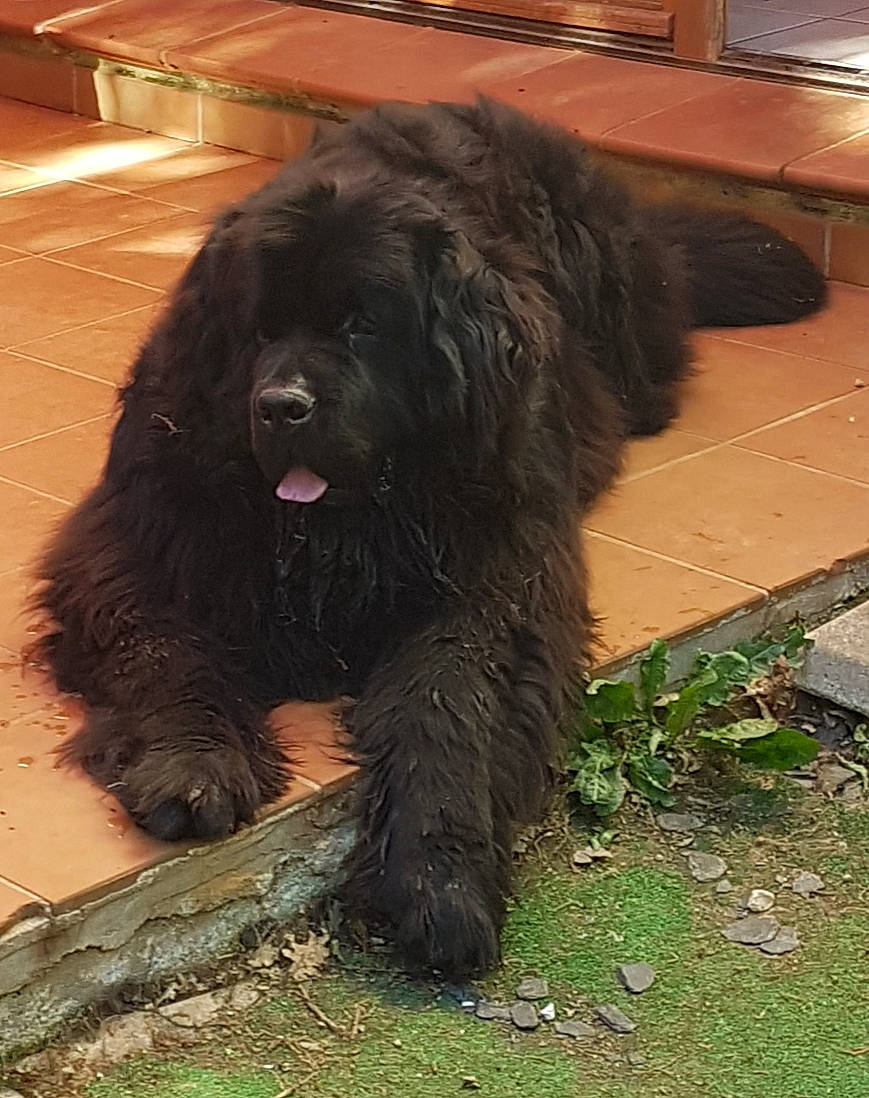 Néo participe au concours pour gagner de l'argent avec cette photo : canidae, carnivore, companion_dog, dog, dog_breed, fur, gaddi_kutta, giant_dog_breed, guard_dog, herding_dog, liver, sporting_group, tail, terrestrial_animal, terrier, tibetan_mastiff, working_animal, working_dog