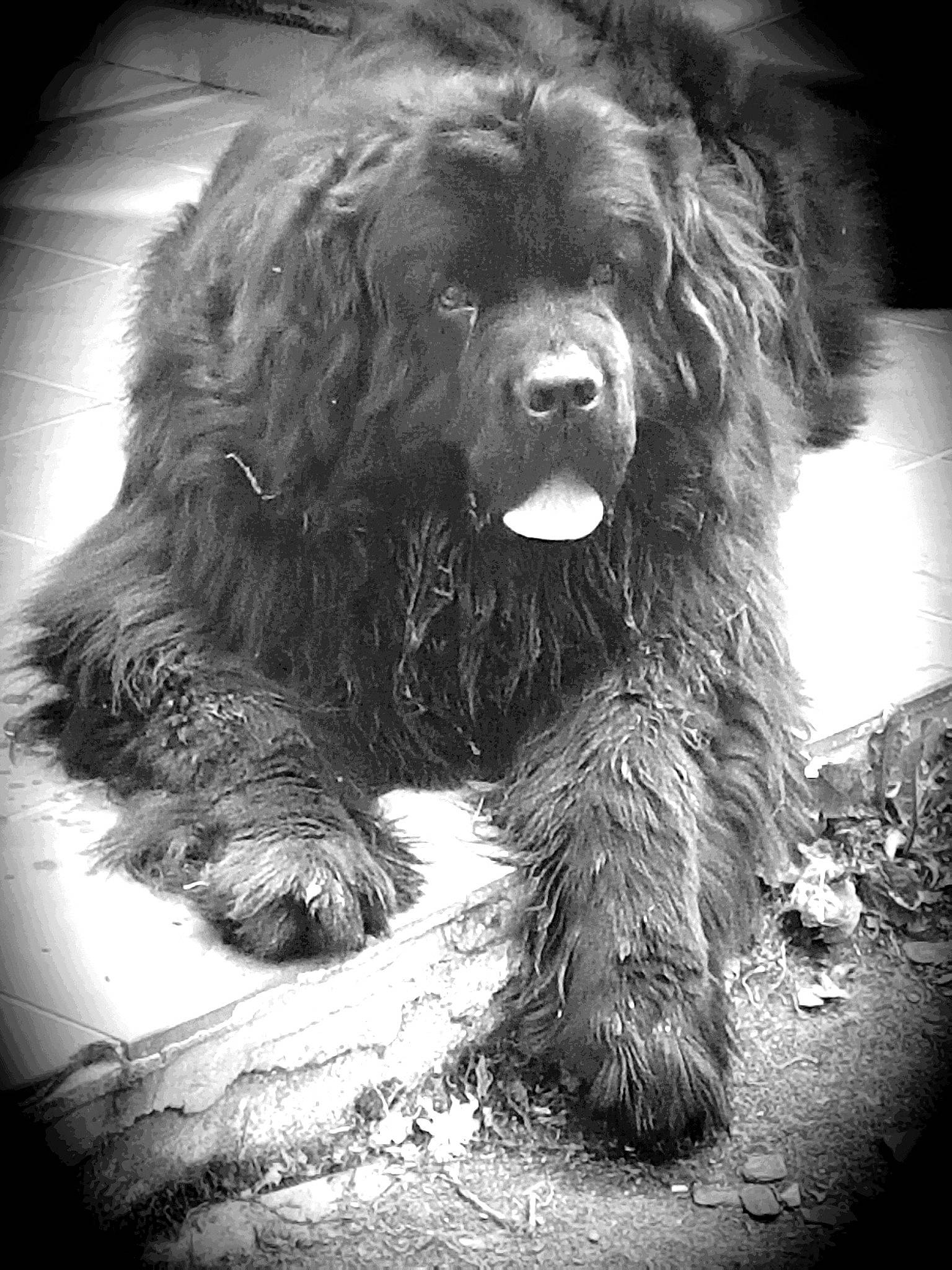 Néo participe au concours pour gagner de l'argent avec cette photo : black_and_white, carnivore, companion_dog, darkness, dog, dog_breed, fur, gaddi_kutta, giant_dog_breed, liver, monochrome, monochrome_photography, snout, sporting_group, style, terrestrial_animal, terrier, toy_dog, water_dog, working_dog