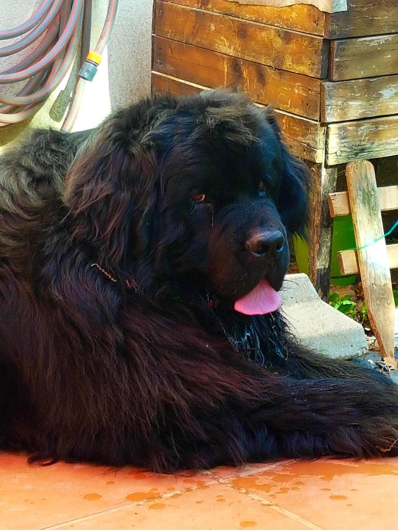 Néo a rejoint le concours — aidez-le/la à gagner de superbes lots ! canidae, carnivore, companion_dog, dog, dog_breed, door_mat, fur, gaddi_kutta, giant_dog_breed, guard_dog, liver, paw, snout, sporting_group, terrestrial_animal, whiskers, working_animal, working_dog