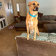 Cass is registered to the contest to win money with this photo: alert, blanket, blue_collar, brown_couch, canine, carpet, comfortable, dog, dog_tag, door, furniture, home_interior, indoors, light, living_room, pet, pillow, table, wall_art, window
