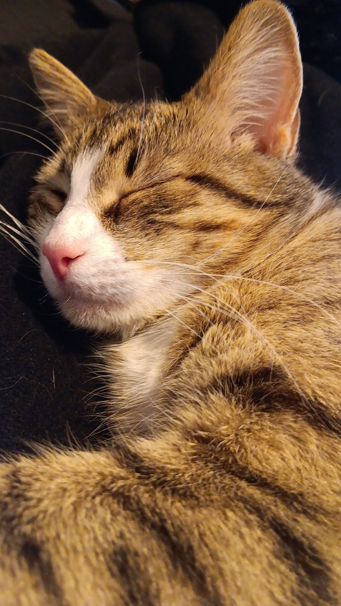 Sausage joined the competition — help win amazing prizes! carnivore, cat, domestic_short_haired_cat, felidae, fur, paw, small_to_medium_sized_cats, snout, terrestrial_animal, tree, whiskers, wildlife