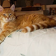 Russell is registered to the contest to win money with this photo: bed, blanket, cat, chair, comfort, cozy, domestic_cat, feline, floral_pattern, furniture, household, indoor, lamp, orange_tabby, paw, pet, relaxing, resting, sleepy, whiskers