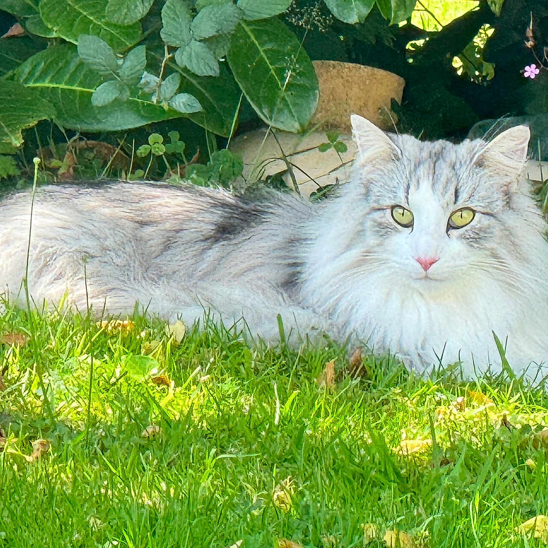 Tessa Lemair a rejoint le concours — aidez-le/la à gagner de superbes lots ! angora, animal, backyard, cat, field, flower, grass, grassland, green, herbal, herbs, lawn, leaf, nature, outdoors, pet, plant, pottedplant, vegetation, yard
