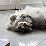 Tessa participe au concours pour gagner de l'argent avec cette photo : animal, cat, curious, cute, door, floor, fluffy, fur, gray, home, indoor, lying_down, natural_light, paws, pet, relaxed, resting, tile, whiskers, white