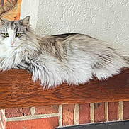 Tessa participe au concours pour gagner de l'argent avec cette photo : animal, background, brick, cat, decor, feline, fluffy, fur, green_eyes, home, indoor, leaf_pattern, long_hair, lounging, mantelpiece, pet, relaxed, textured_wall, wall, wood