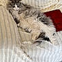 Tessa a rejoint le concours — aidez-le/la à gagner de superbes lots ! blanket, cat, couch, cozy, domestic_animal, feline, floor_tiles, fluffy, fur, gray, indoor, lounging, pet, red_notebook, relaxed, resting, soft_texture, striped_blanket, tail, white