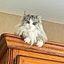 animal, cat, curious, domestic_cat, ears, face, feline, fluffy_cat, fur, furniture, home_interior, indoor, long_hair, looking_at_camera, paws, pet, relaxed, sitting, whiskers, wooden_cabinet