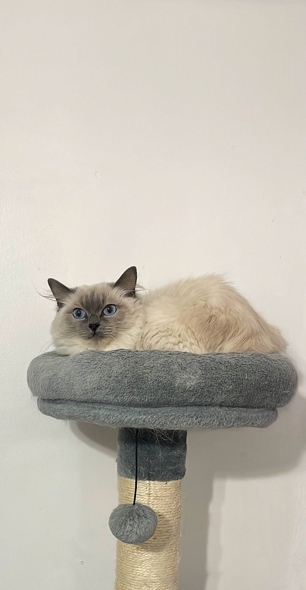 Dotty is registered to the contest to win money with this photo: carnivore, cat, cat_bed, cat_supply, comfort, domestic_short_haired_cat, fawn, felidae, fur, grey, pet_supply, siamese, small_to_medium_sized_cats, tail, vertebrate, whiskers, window