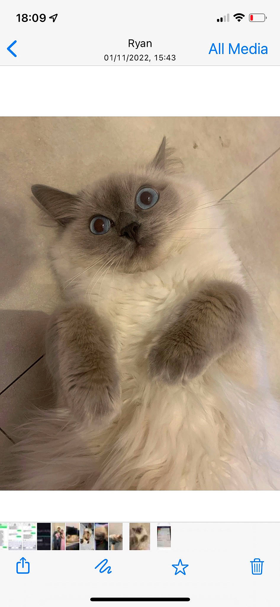 Dotty joined the competition — help win amazing prizes! birman, british_longhair, carnivore, cat, felidae, fur, persian, ragdoll, rectangle, small_to_medium_sized_cats, snout, terrestrial_animal, whiskers