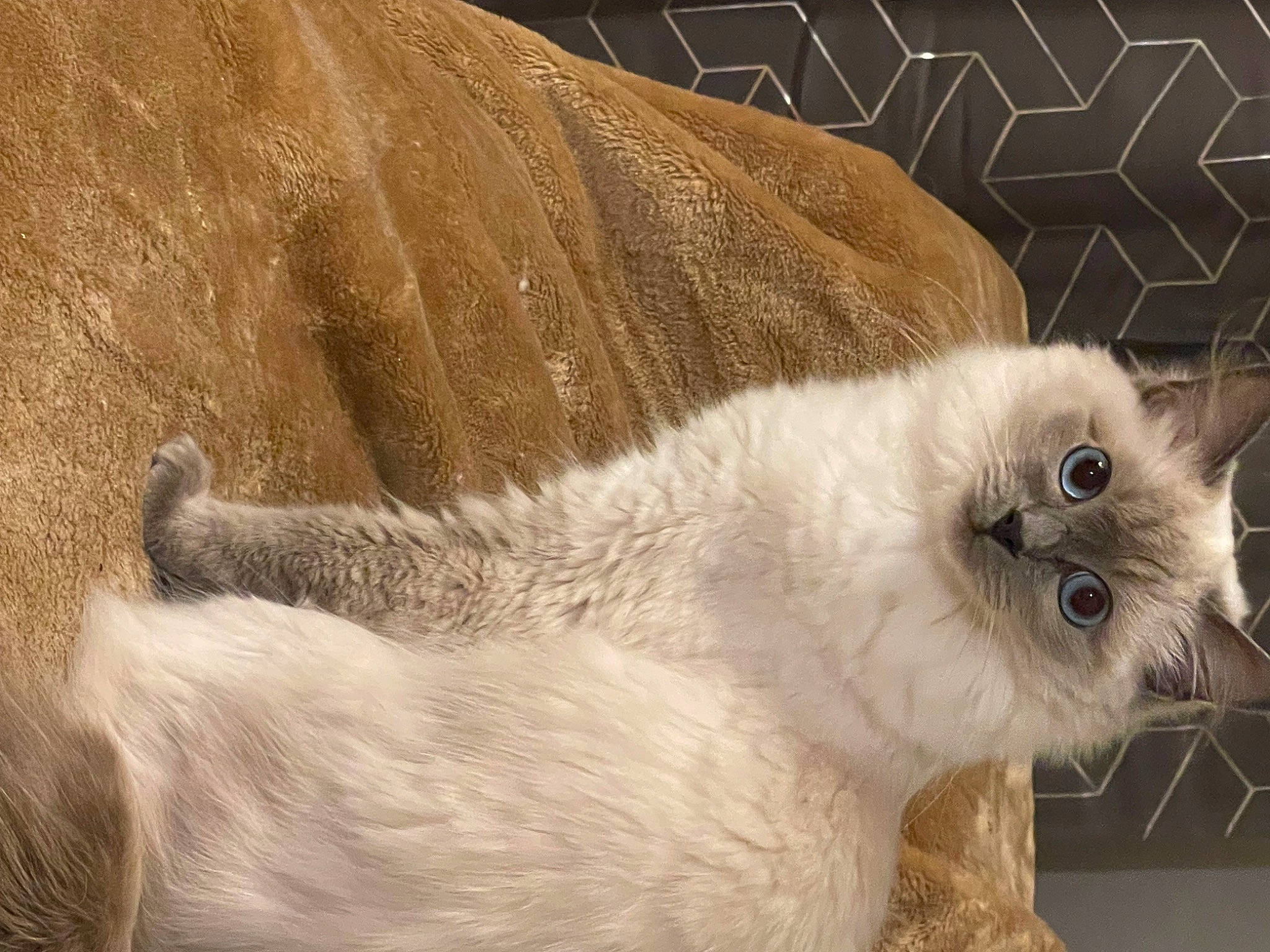 Dotty joined the competition — help win amazing prizes! balinese, british_longhair, carnivore, cat, claw, domestic_short_haired_cat, fawn, felidae, fur, paw, ragdoll, small_to_medium_sized_cats, snout, tail, terrestrial_animal, whiskers, window, working_animal