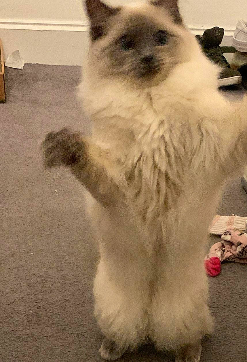 Dotty is registered to the contest to win money with this photo: balinese, birman, carnivore, cat, claw, companion_dog, dog_breed, fawn, felidae, flooring, fur, ragdoll, siamese, small_to_medium_sized_cats, snout, tail, terrestrial_animal, thai, tonkinese, whiskers