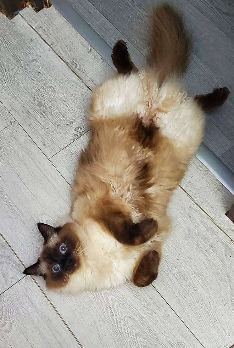Alice joined the competition — help win amazing prizes! balinese, birman, carnivore, cat, claw, companion_dog, dog_breed, felidae, flooring, fur, hardwood, paw, plank, siamese, small_to_medium_sized_cats, tail, thai, whiskers, wood, wood_stain