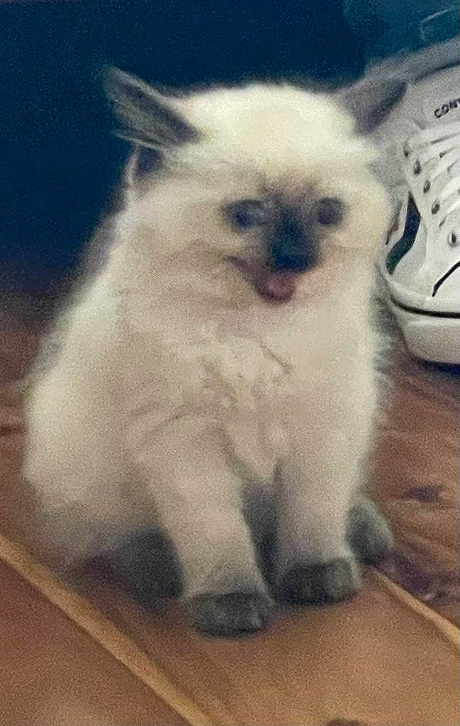 Alice joined the competition — help win amazing prizes! birman, carnivore, cat, felidae, fur, hardwood, scale, siamese, small_to_medium_sized_cats, snout, square, tail, terrestrial_animal, thai, whiskers