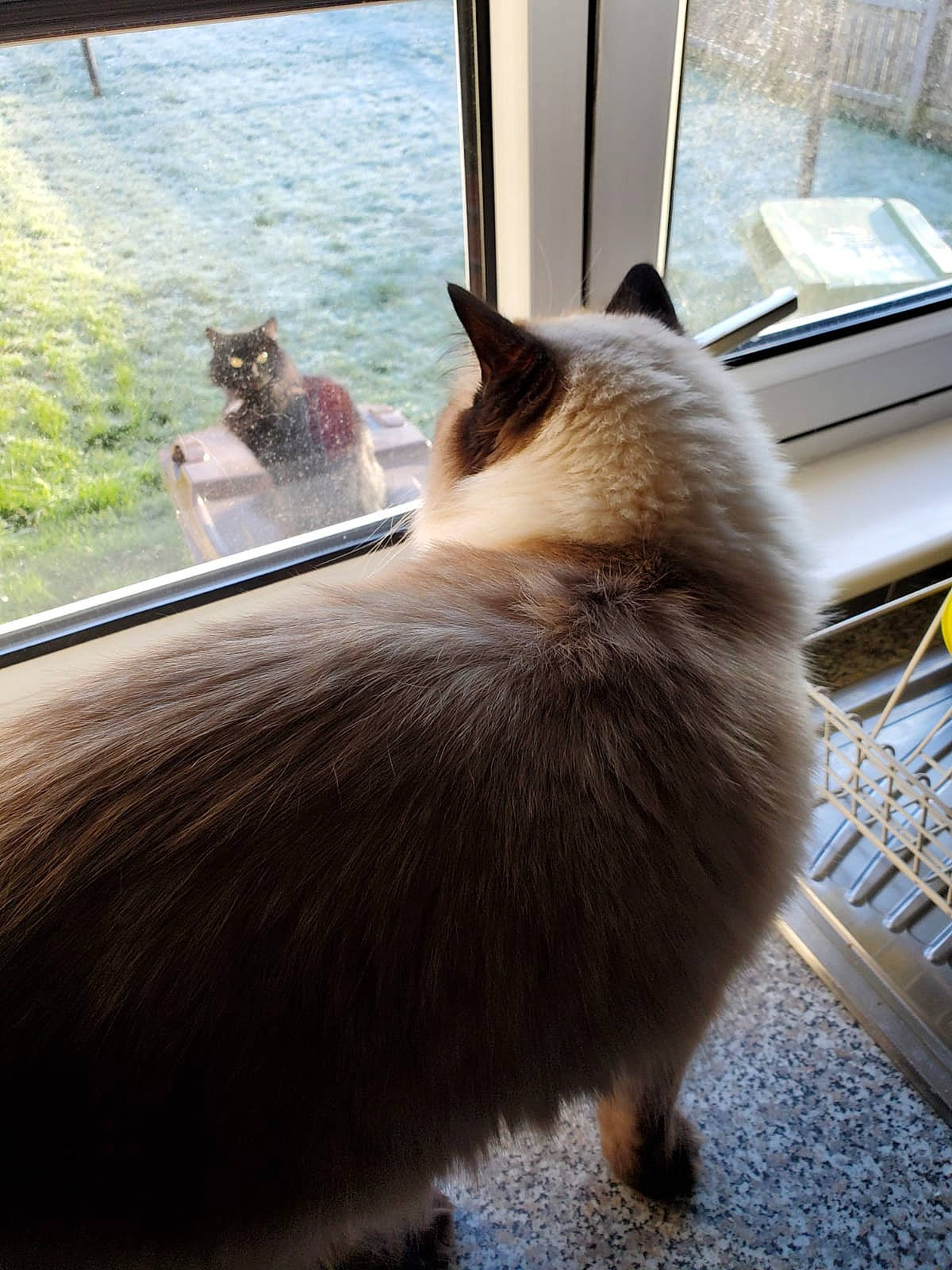 Alice is registered to the contest to win money with this photo: boat, canidae, carnivore, cat, companion_dog, dog_breed, domestic_short_haired_cat, fawn, felidae, fur, mammal, paw, small_to_medium_sized_cats, spitz, sporting_group, tail, vertebrate, whiskers, window, wood