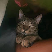 Mr. Minx is registered to the contest to win money with this photo: cat, sleeping, paws, closeup, cozy, dim_light, snuggling, tabby, pet, animal, resting, cute, relaxed, indoor, feline, companion, warm, comfort, soft, quiet