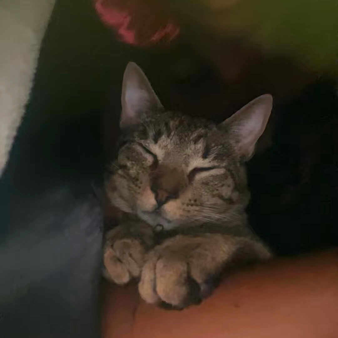 Mr. Minx is registered to the contest to win money with this photo: cat, sleeping, paws, closeup, cozy, dim_light, snuggling, tabby, pet, animal, resting, cute, relaxed, indoor, feline, companion, warm, comfort, soft, quiet