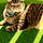 Sheldon