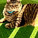 Sheldon