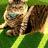 cat, tabby, feline, pet, collar, green_carpet, sunlight, shadow, indoor, lounging, striped_fur, yellow_eyes, relaxed, cute, domestic_animal, fluffy, whiskers, portrait, closeup, cozy