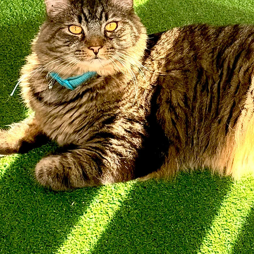 Sheldon is registered to the contest to win money with this photo: cat, tabby, feline, pet, collar, green_carpet, sunlight, shadow, indoor, lounging, striped_fur, yellow_eyes, relaxed, cute, domestic_animal, fluffy, whiskers, portrait, closeup, cozy