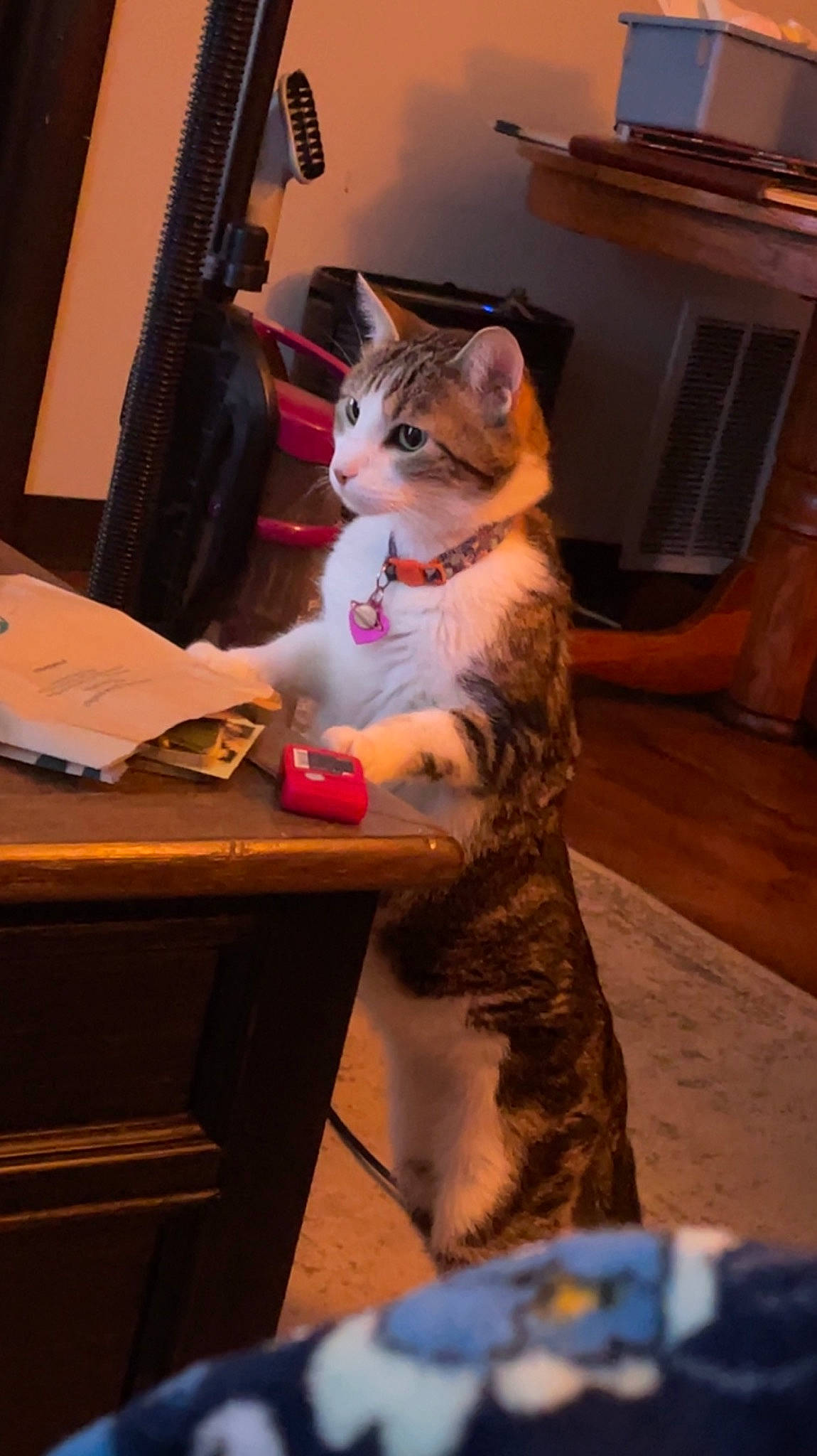 Hannibal is registered to the contest to win money with this photo: box, cardboard, carnivore, cat, desk, domestic_short_haired_cat, fawn, felidae, flooring, fur, hardwood, lap, office_supplies, room, sitting, small_to_medium_sized_cats, table, tail, whiskers, wood