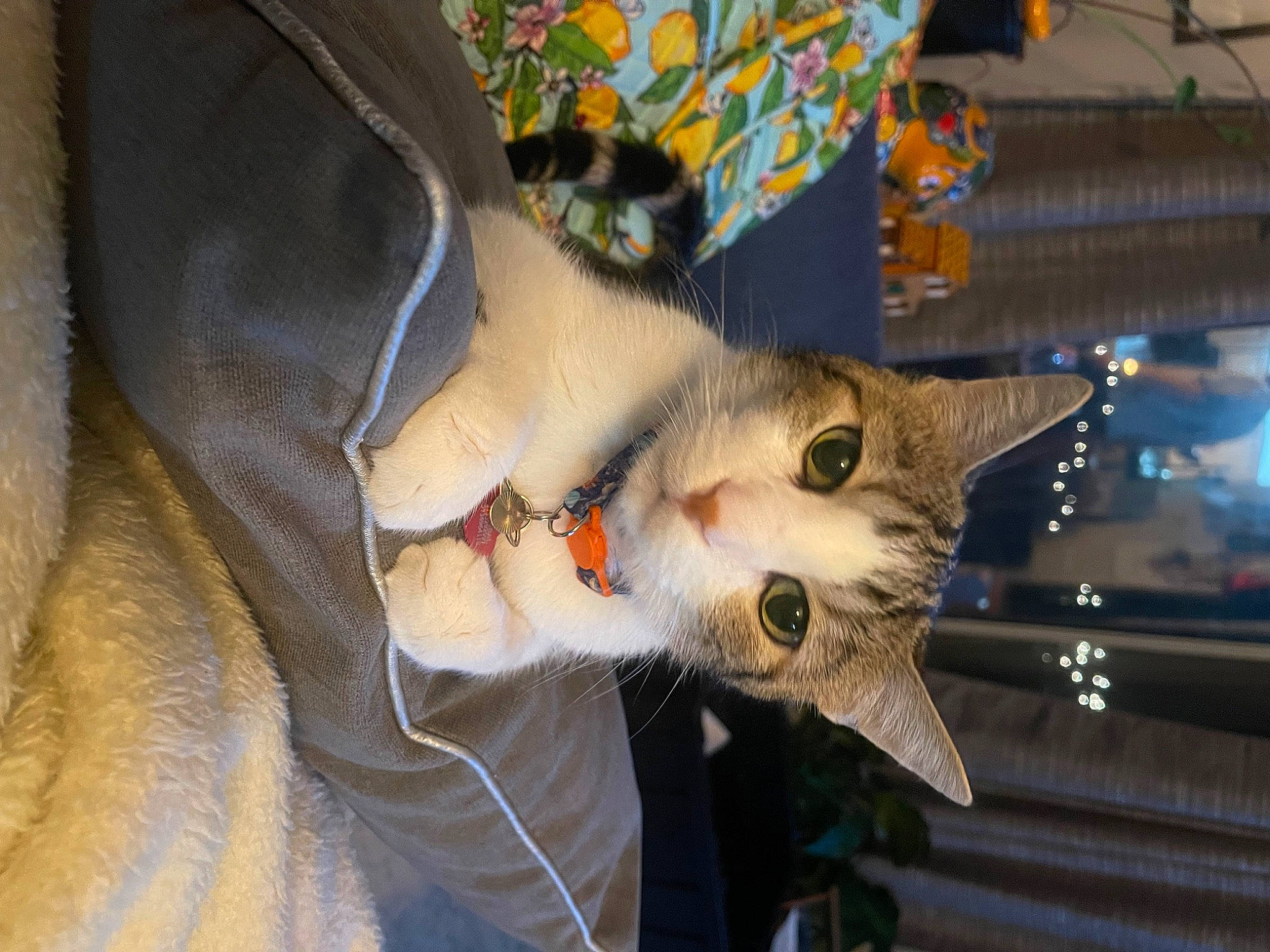 Hannibal joined the competition — help win amazing prizes! carnivore, cat, christmas, claw, domestic_short_haired_cat, fawn, felidae, fur, human_leg, mammal, paw, plant, small_to_medium_sized_cats, tail, tree, whiskers