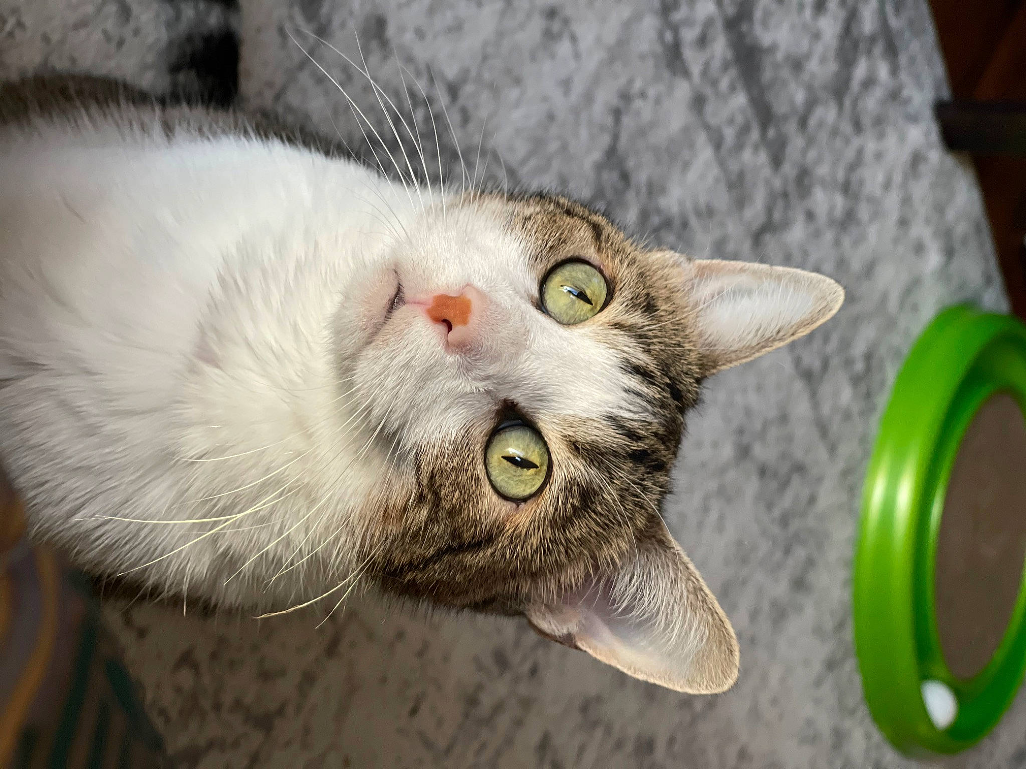 Hannibal joined the competition — help win amazing prizes! art, carnivore, cat, circle, domestic_short_haired_cat, fang, felidae, fur, grass, paw, plant, small_to_medium_sized_cats, snout, tail, tire_care, whiskers