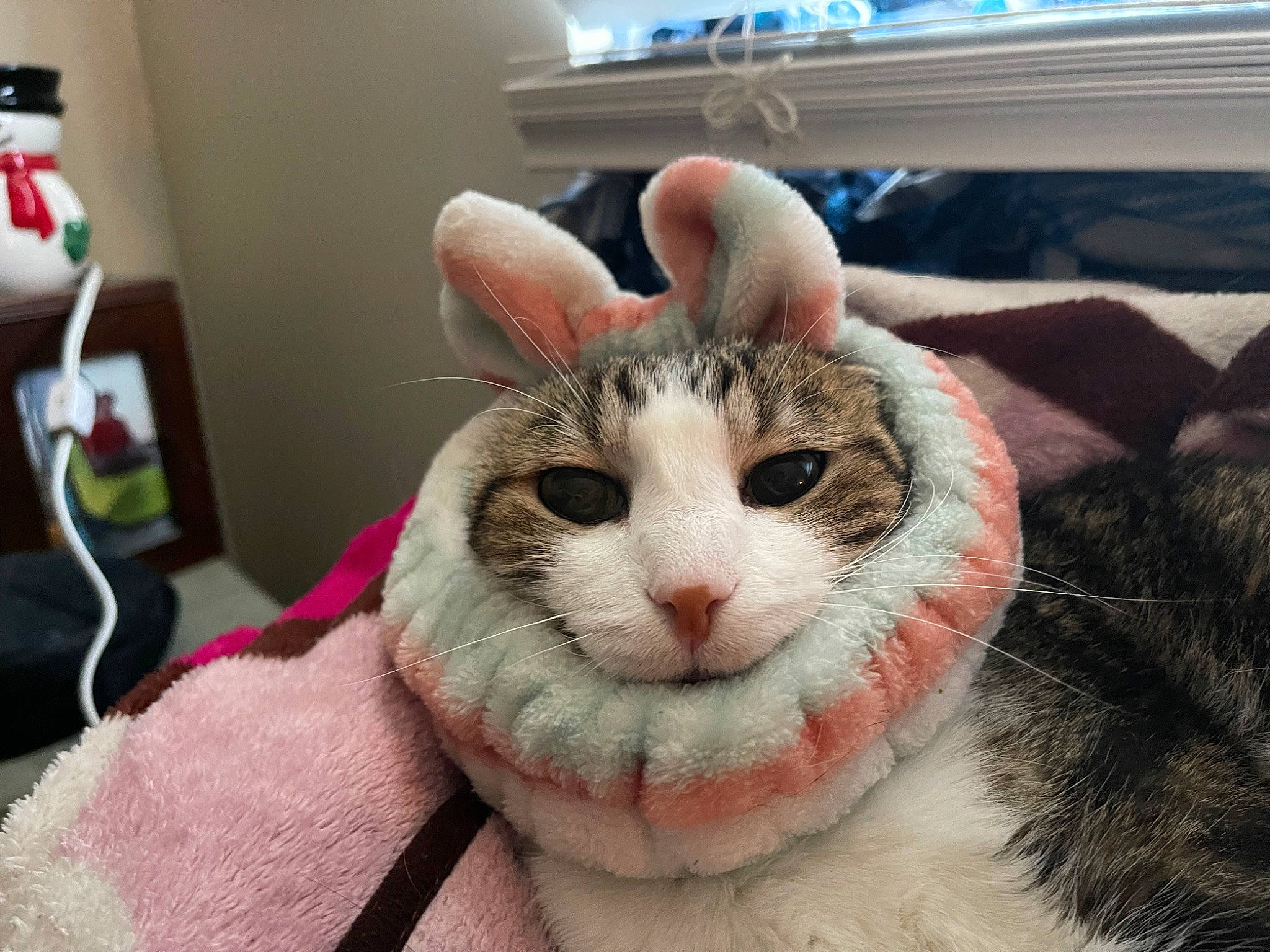 Hannibal is registered to the contest to win money with this photo: carnivore, cat, domestic_short_haired_cat, eyelash, fawn, felidae, fur, paw, small_to_medium_sized_cats, smile, snout, whiskers, wool