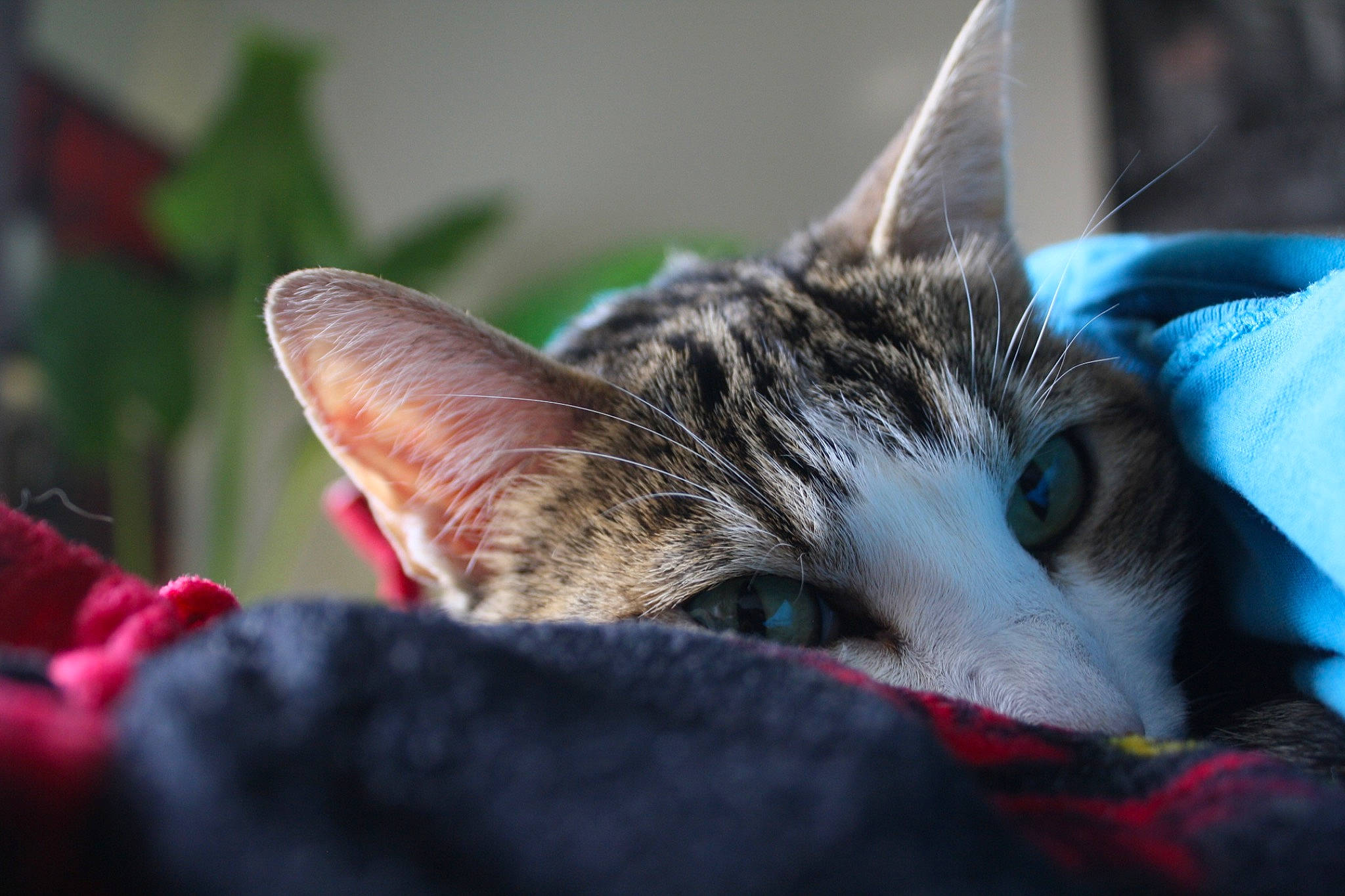 Hannibal joined the competition — help win amazing prizes! carnivore, cat, claw, close_up, comfort, domestic_short_haired_cat, felidae, fur, grass, human_leg, nap, nose, paw, sleep, small_to_medium_sized_cats, snout, tree, whiskers, wildlife