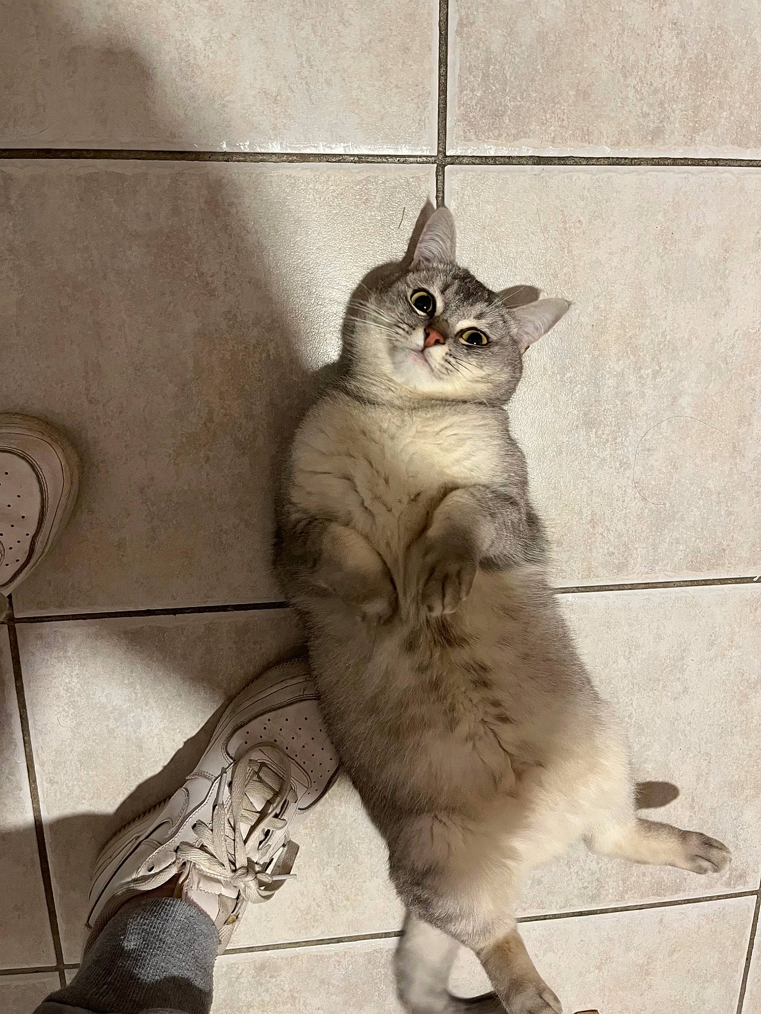 Icy participe au concours pour gagner de l'argent avec cette photo : carnivore, cat, claw, curious, domestic_short_haired_cat, fawn, felidae, fur, grey, line, monochrome, monochrome_photography, paw, shadow, sitting, small_to_medium_sized_cats, snout, tail, terrestrial_animal, whiskers