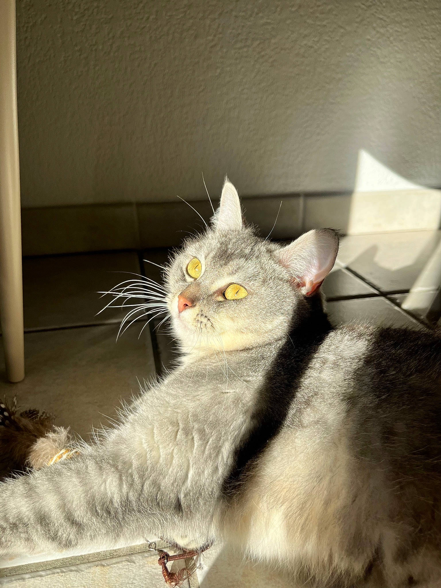 Icy participe au concours pour gagner de l'argent avec cette photo : carnivore, cat, domestic_short_haired_cat, felidae, fur, grey, paw, small_to_medium_sized_cats, snout, tail, whiskers