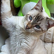 Osiris a rejoint le concours — aidez-le/la à gagner de superbes lots ! blanket, blue_eyes, cat, close_up, cozy, cute, domestic_cat, frog_plush, fur, green_plush, indoor, mammal, paw, pet, plush_toy, portrait, relaxed, soft_texture, stuffed_toy, whiskers