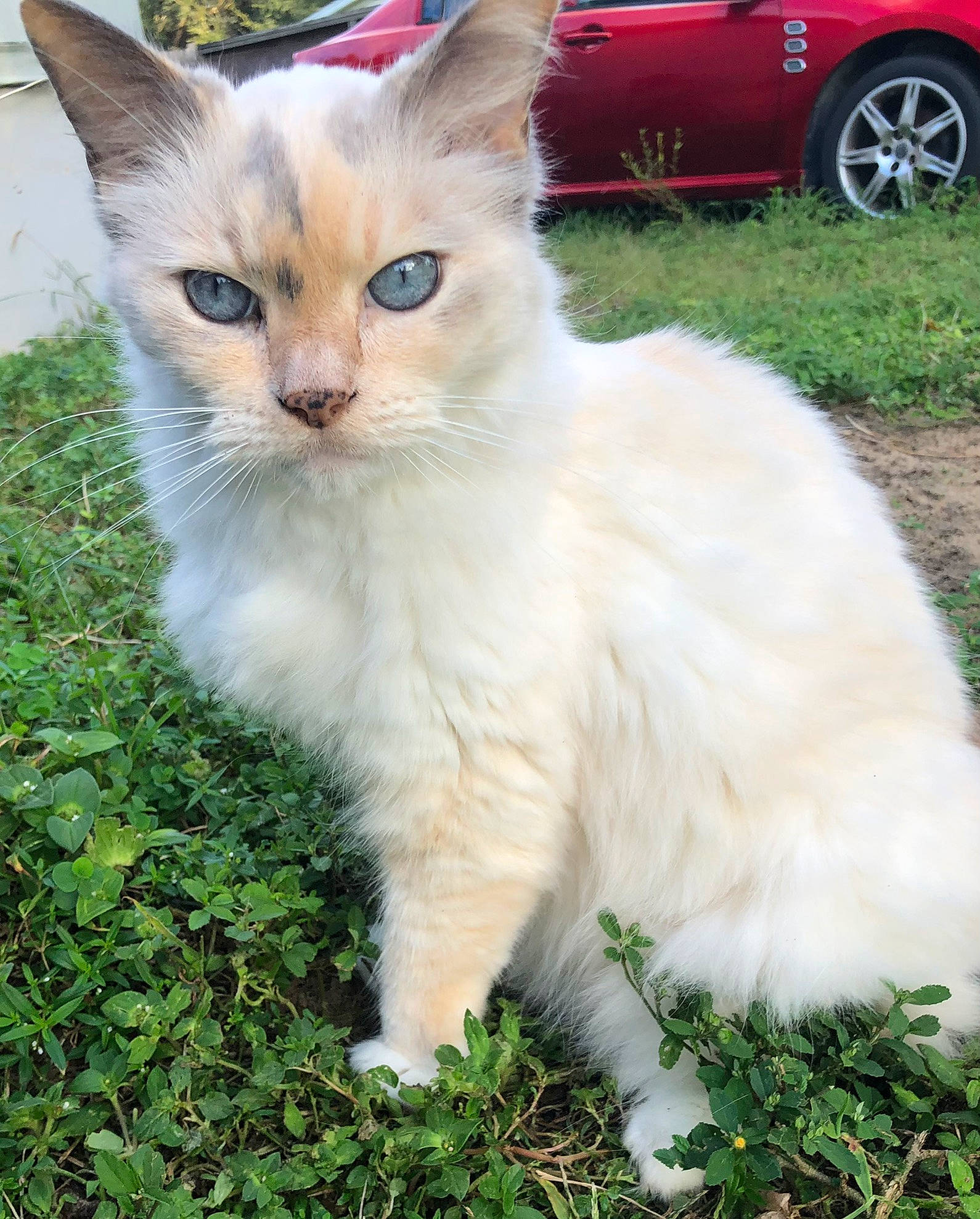 Kayla is registered to the contest to win money with this photo: automotive_tire, car, carnivore, cat, domestic_short_haired_cat, fawn, felidae, fender, fur, grass, hubcap, plant, small_to_medium_sized_cats, snout, tail, terrestrial_animal, tire, vehicle, wheel, whiskers