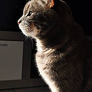Raijin participe au concours pour gagner de l'argent avec cette photo : cat, feline, side_profile, fur, whiskers, ear, animal, pet, indoor, portrait, close_up, domestic_cat, looking, focused, soft_light, shadow, mystical, calm, quiet, detailed