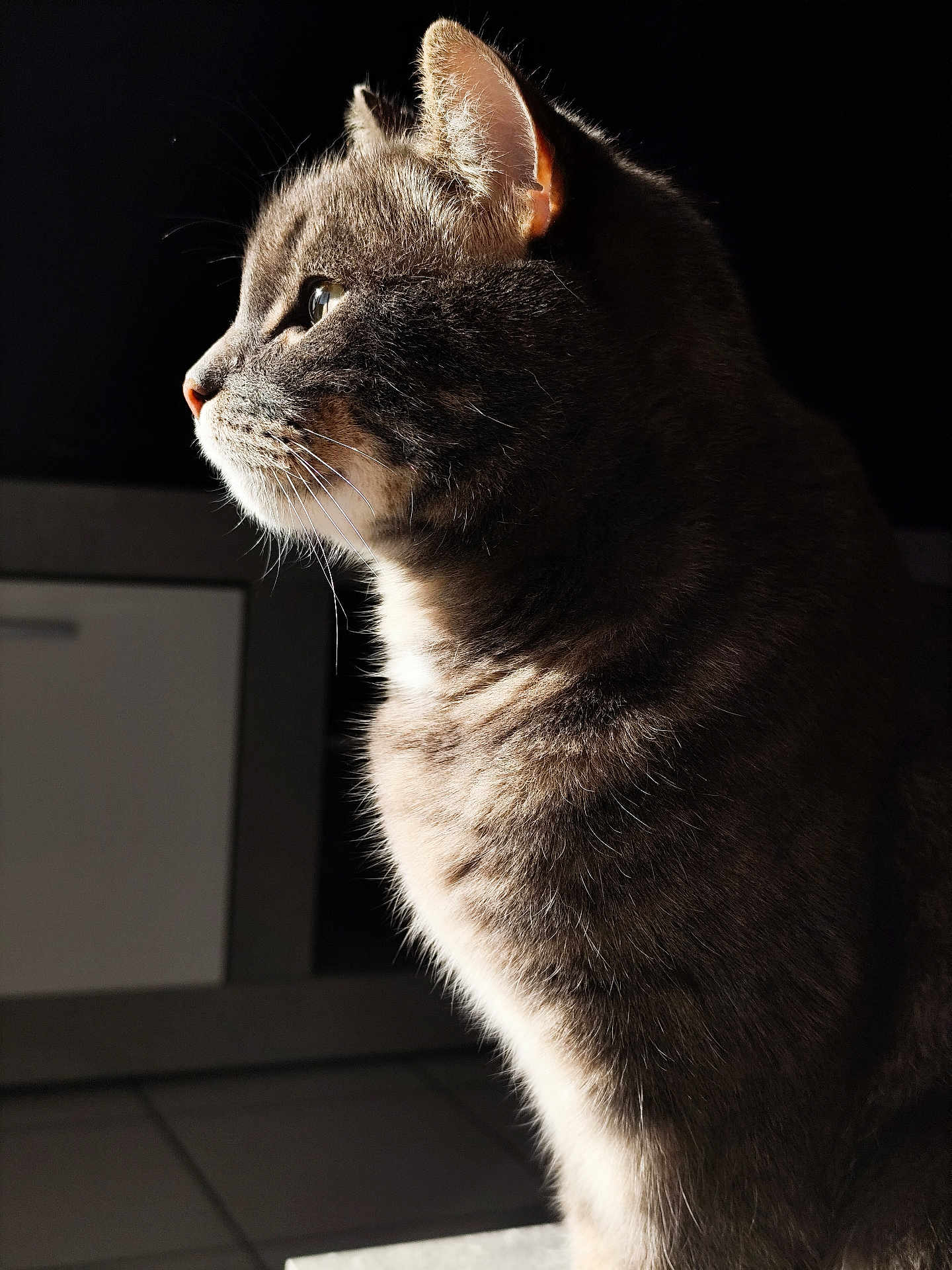 Raijin participe au concours pour gagner de l'argent avec cette photo : cat, feline, side_profile, fur, whiskers, ear, animal, pet, indoor, portrait, close_up, domestic_cat, looking, focused, soft_light, shadow, mystical, calm, quiet, detailed