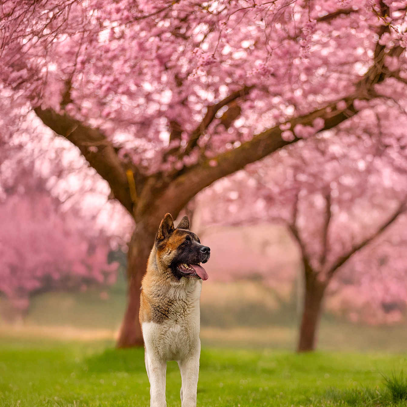 Strong a rejoint le concours — aidez-le/la à gagner de superbes lots ! animal, canine, cherryblossom, dog, field, flower, geranium, germanshepherd, grass, grassland, lawn, nature, outdoors, park, pet, petal, plant, puppy, spring, tree