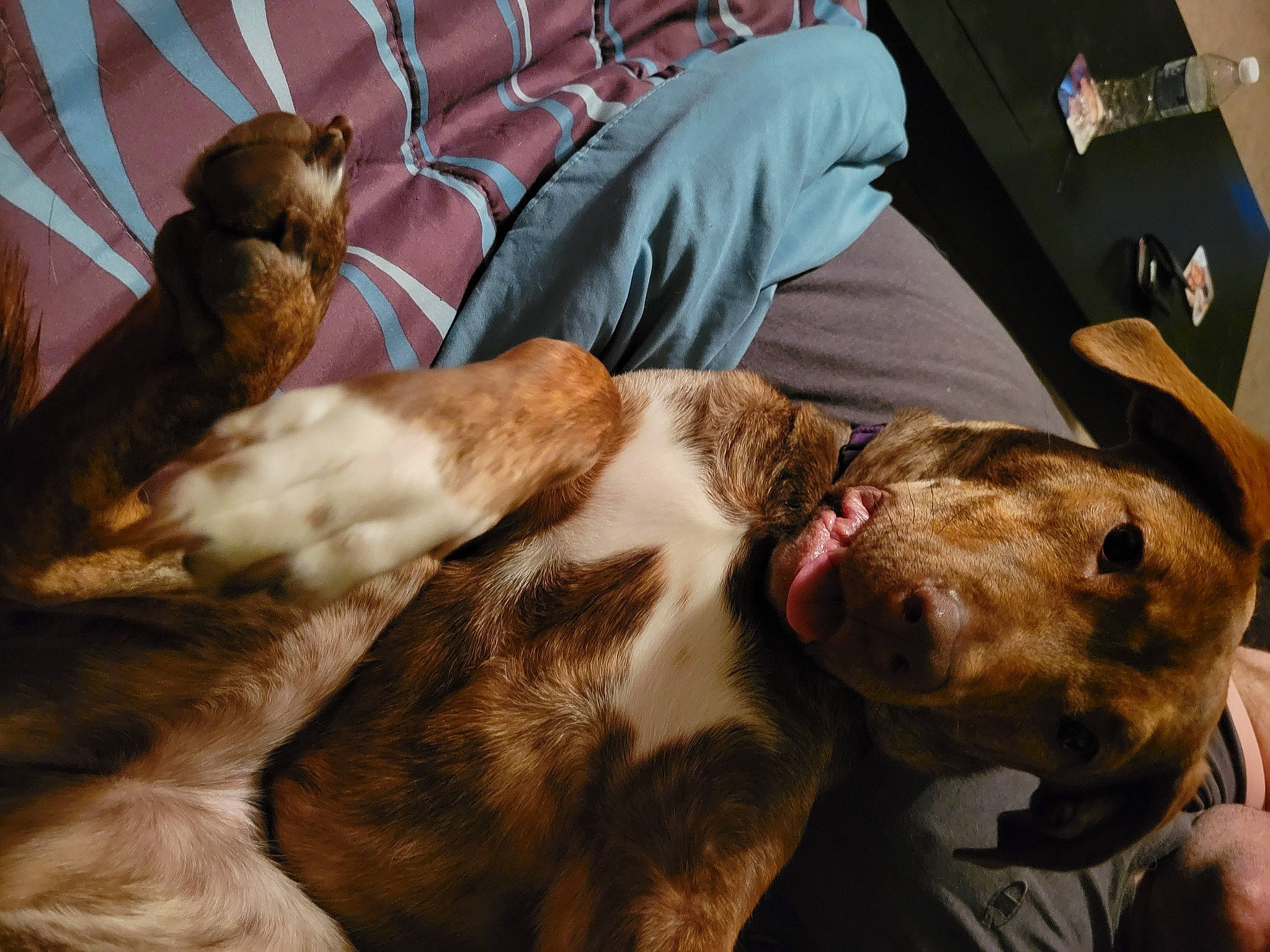 Finley is registered to the contest to win money with this photo: bird, canidae, carnivore, chair, collar, comfort, companion_dog, dog, dog_breed, ear, fawn, fur, liver, nap, non_sporting_group, scent_hound, snout, sporting_group, whiskers, working_animal