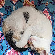 Luna joined the competition — help win amazing prizes! kitten, sleeping, curled_up, white_fur, black_spot, tan_spot, cat, pet, animal, resting, cute, small, fluffy, feline, indoors, blanket, patterned, colorful, cozy, peaceful