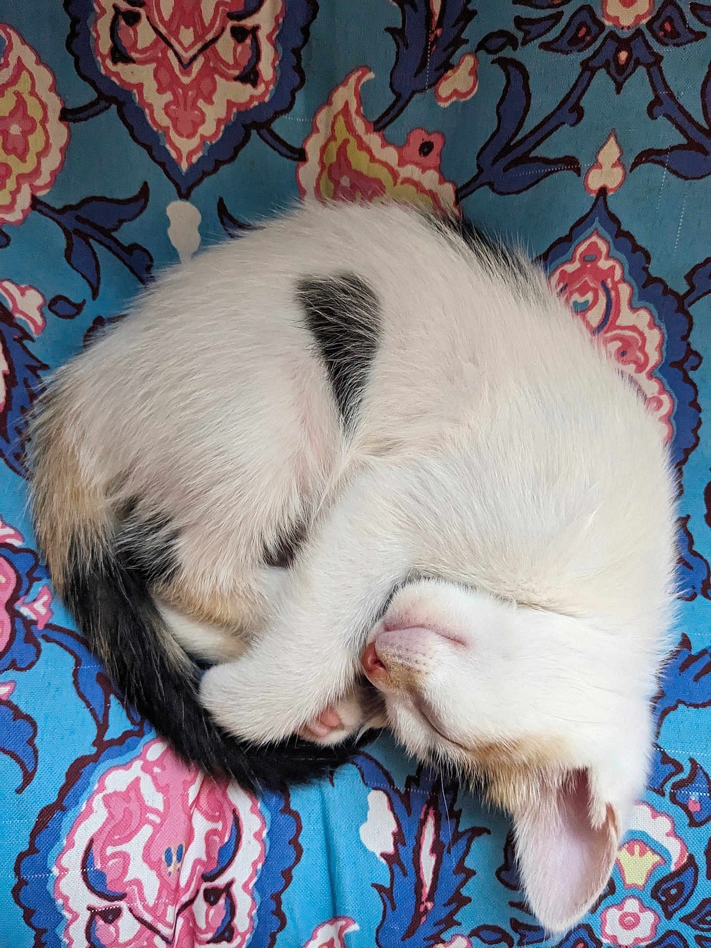 Luna joined the competition — help win amazing prizes! kitten, sleeping, curled_up, white_fur, black_spot, tan_spot, cat, pet, animal, resting, cute, small, fluffy, feline, indoors, blanket, patterned, colorful, cozy, peaceful