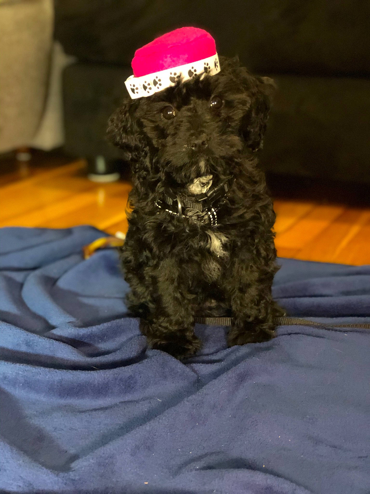 Midge is registered to the contest to win money with this photo: bolonka, canidae, carnivore, cockapoo, dog, dog_breed, miniature_schnauzer, non_sporting_group, poodle, portuguese_water_dog, schnoodle, sporting_group, terrier, toy_poodle