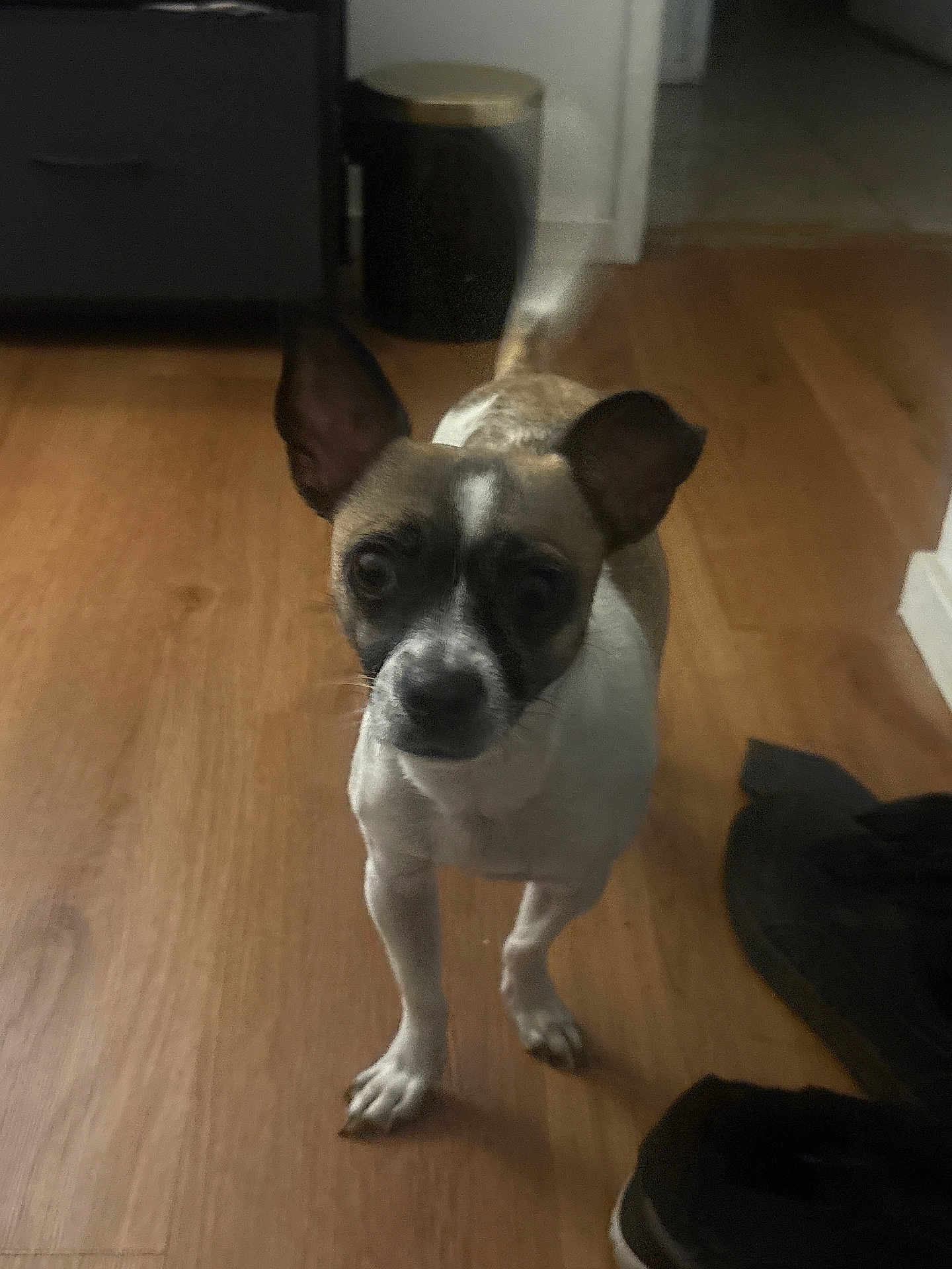 Roxy joined the competition — help win amazing prizes! dog, small_dog, indoor, wooden_floor, ears, pet, curious, shoes, furniture, brown_floor, white_dog, black_markings, standing, looking_at_camera, home, animal, canine, floor, domestic, companion