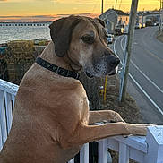 Jazmine joined the competition — help win amazing prizes! dog, collar, railing, sunset, sea, water, lobster_traps, road, house, pole, outdoor, animal, pet, brown_fur, side_view, fence, quiet, nature, landscape, evening