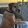 dog, collar, railing, sunset, sea, water, lobster_traps, road, house, pole, outdoor, animal, pet, brown_fur, side_view, fence, quiet, nature, landscape, evening