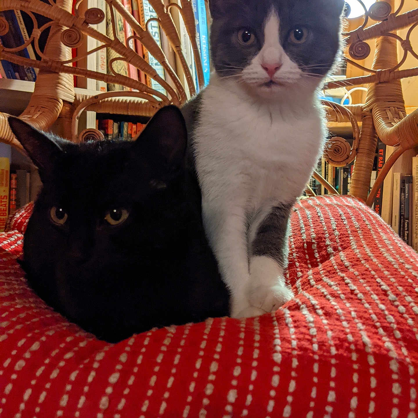 Moka Et Misty a rejoint le concours — aidez-le/la à gagner de superbes lots ! black_cat, blanket, books, bookshelf, cat, close_up, curious, domestic_animal, face, feline, fur, indoor, paw, pet, red_blanket, relaxing, sitting, tuxedo_cat, whiskers, wicker_chair