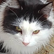 Percy is registered to the contest to win money with this photo: cat, close_up, fluffy, black_and_white, yellow_eyes, whiskers, pet, animal, feline, fur, indoor, face, cute, curious, domestic, portrait, looking_down, long_hair, soft, calm