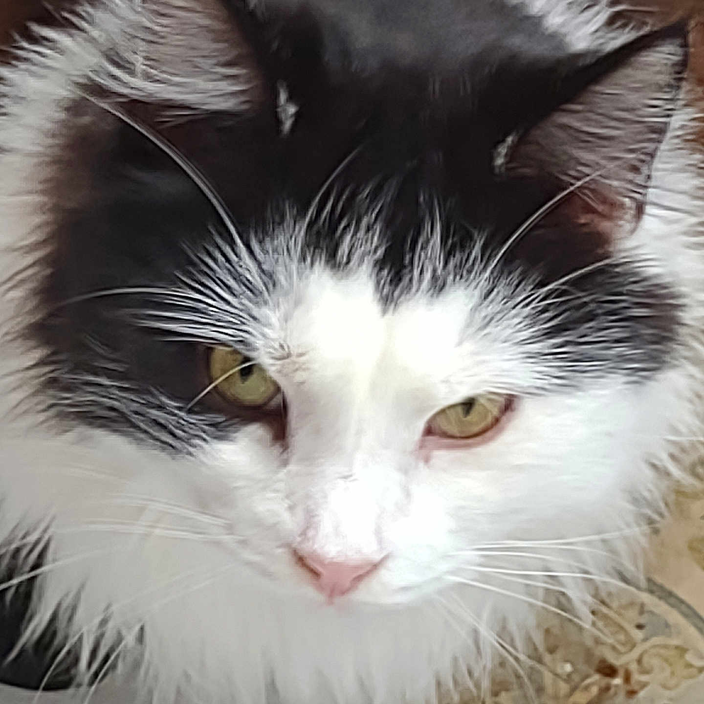 Percy is registered to the contest to win money with this photo: animal, black_and_white, calm, cat, close_up, curious, cute, domestic, face, feline, fluffy, fur, indoor, long_hair, looking_down, pet, portrait, soft, whiskers, yellow_eyes