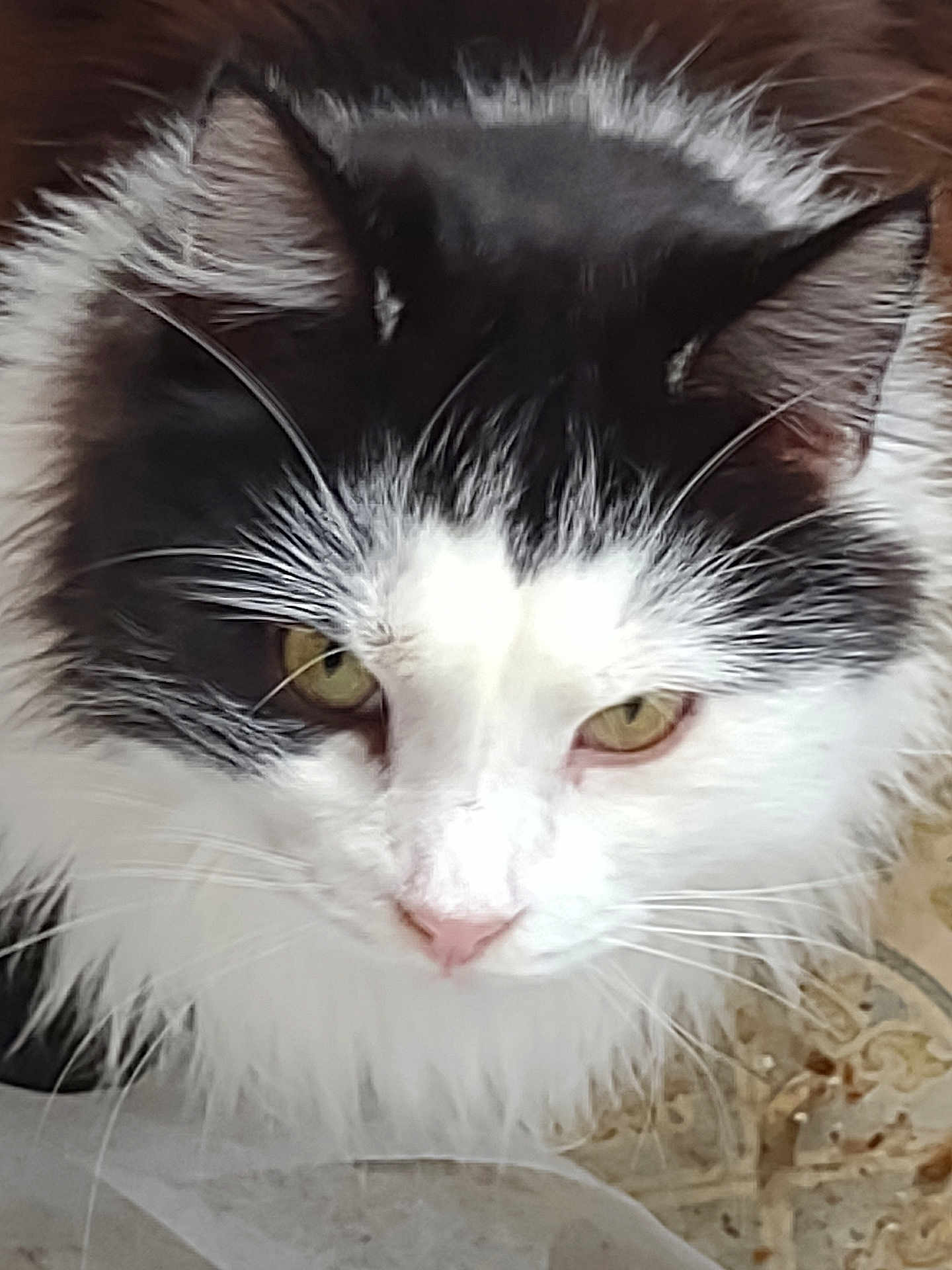 Percy is registered to the contest to win money with this photo: cat, close_up, fluffy, black_and_white, yellow_eyes, whiskers, pet, animal, feline, fur, indoor, face, cute, curious, domestic, portrait, looking_down, long_hair, soft, calm
