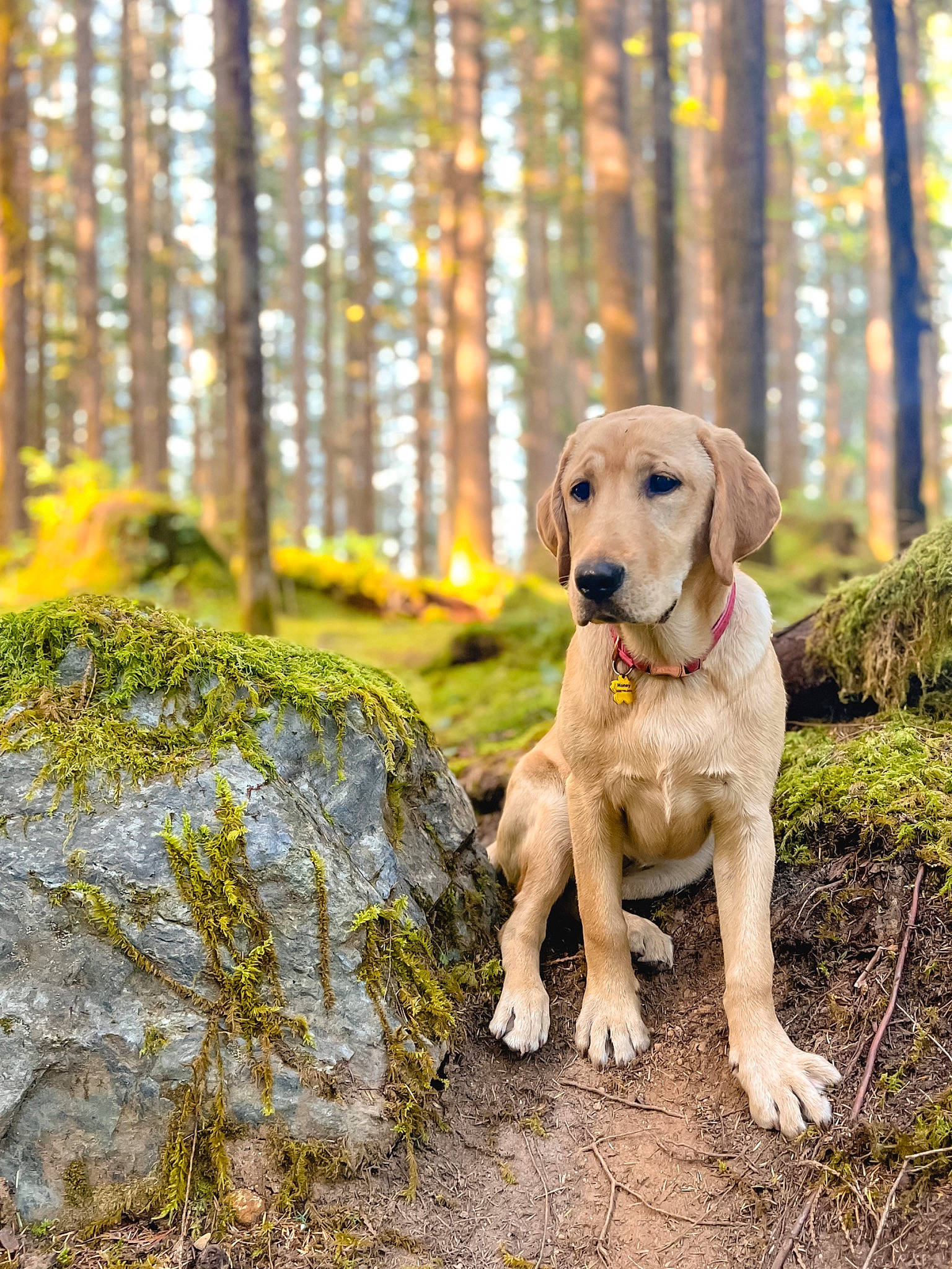 Honey joined the competition — help win amazing prizes! bedrock, canidae, carnivore, companion_dog, dog, dog_breed, fawn, forest, grass, natural_landscape, plant, snout, sporting_group, tail, tree, trunk, wildlife, wood, woodland, working_animal