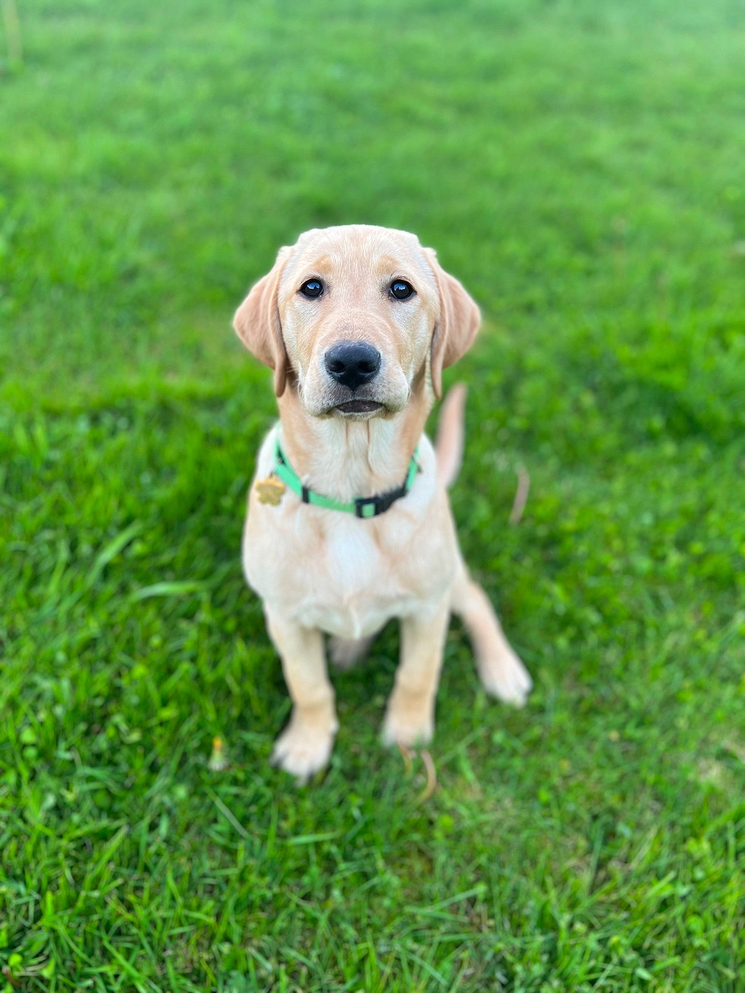Honey is registered to the contest to win money with this photo: canidae, carnivore, collar, companion_dog, dog, dog_breed, dog_collar, fawn, grass, grassland, groundcover, gun_dog, pet_supply, plant, snout, sporting_group, tail, tree, wood, working_animal